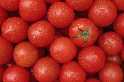 Tomat 022