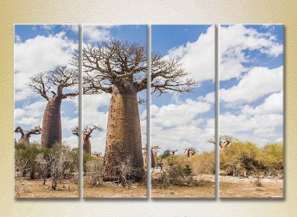 Baobabs In Savanna4