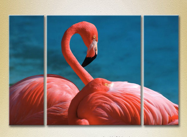 Pink Flamingos23