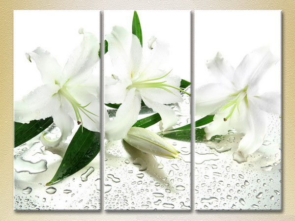 White Lily23