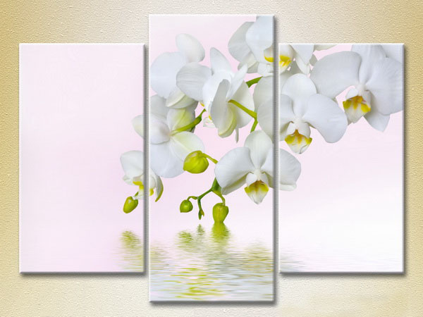 White Orchid3