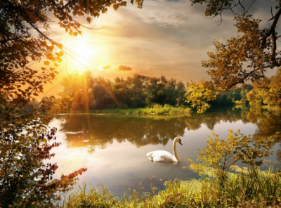 Forest Landscape Art for Home White Swan On The Lake Art. No:10000015957
