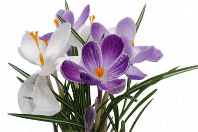 Crocus Art & Photo prints, Flowers White-Lilac Flowers Art. No: 10000007323