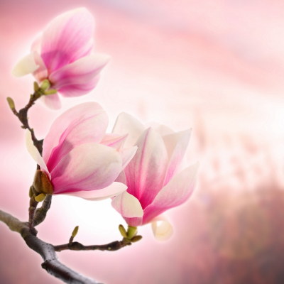 Magnolia Art & Photo Decor Magnolia branch Blurred Background Art. No: 10000007414