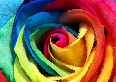 Roses Art Decor for Home Multicolored Rose Close-up Art. No: 10000007443
