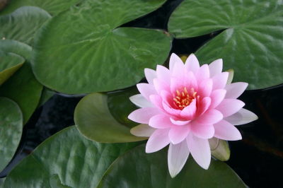 Water lily Art Decor Pink Water Lily on Leaves Art. No: 10000007517