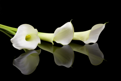 Floral Decor Art & Photo Prints Three Callas On The Black Table Art. No: 10000007402