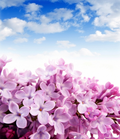 Floral Decor Art & Photo Prints Flowers of the Lilacs Sky Art. No: 10000007394