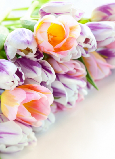 Floral Decor Art & Photo Prints Multicolored Tulips Art. No: 10000007381