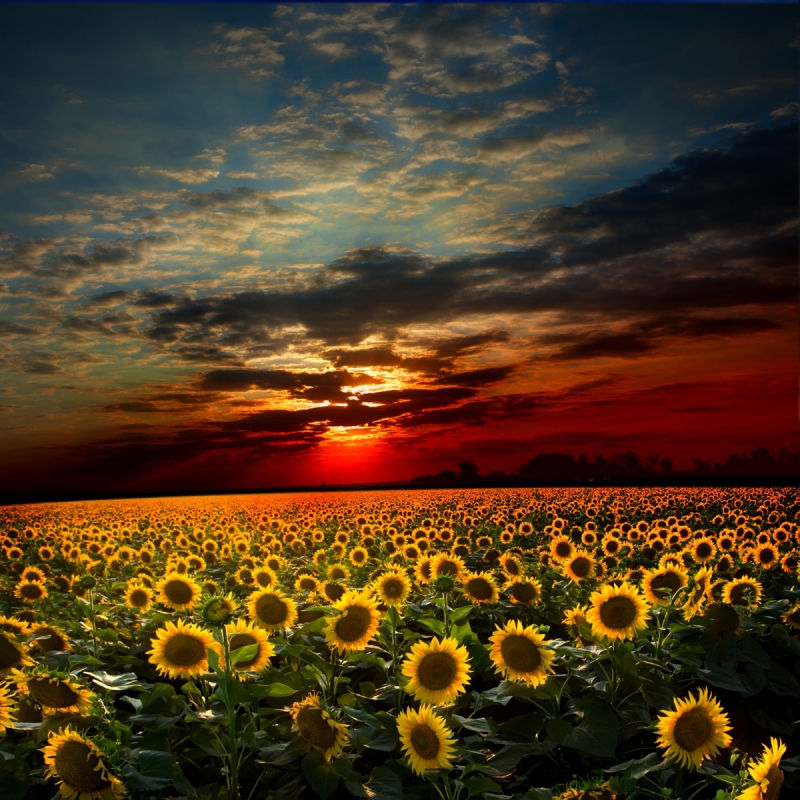 Sunset&Sunrise wall murals & wallpaper Field Sunflowers Sun Over the clouds Art. No: 10000006611