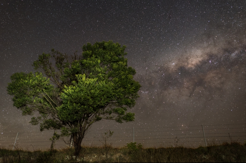 Milky Way Sky Trees
